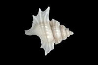 藏品(小翼法螺)的圖片